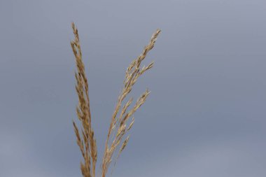 Oloptum miliaceum, çimengiller (Smilograss) familyasından bir çim türü.