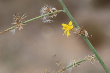 Chondrilla juncea, Asteraceae familyasından bir bitki türü.