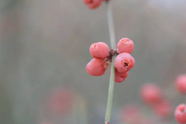 Efedra fragilis meyveleri (birleşik çam ağacı) 