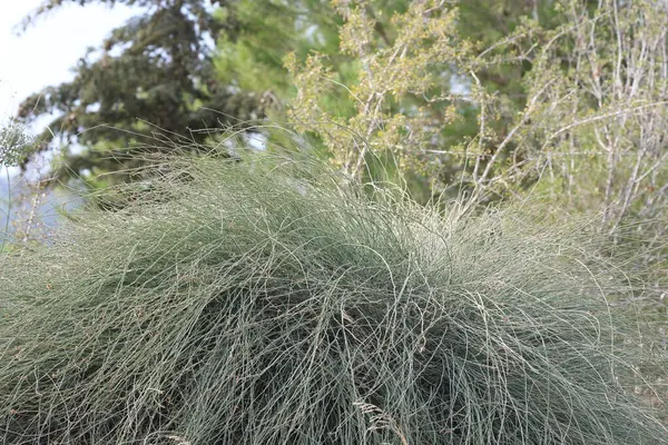 Efedra fragilis (eklem çamı) tarlada bitki