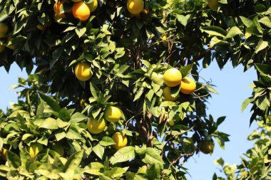 Portakal ağacında olgunlaşan portakallar 