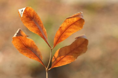 Sonbaharda kahverengi yaprakları kapatın.