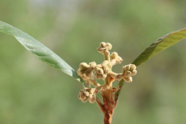 blooms and leaves of loquat tree clipart