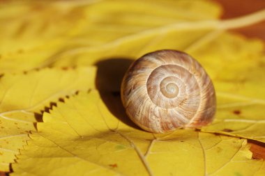 Sarı dut yapraklı bir salyangoz.
