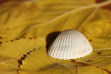 sea shell on yellow mulberry leaves clipart