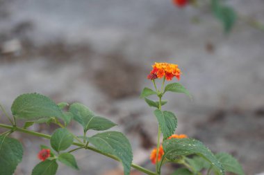 Lantana (çalılar verbenas veya lantanas) çiçekleri 