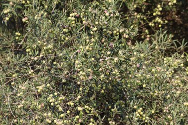 Zeytin olgunlaşma ile zeytin ağacı dalı