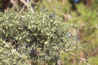 Zeytin olgunlaşma ile zeytin ağacı dalı