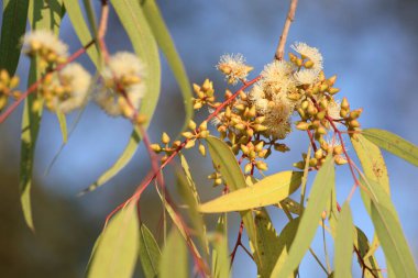 Sonbaharda çiçek açan okaliptüs ağacı