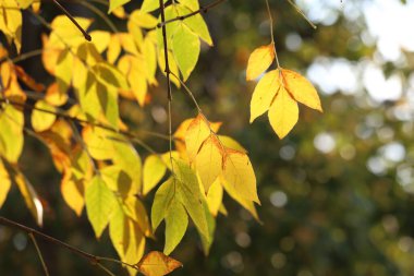 Ağaçta sonbahar yaprakları
