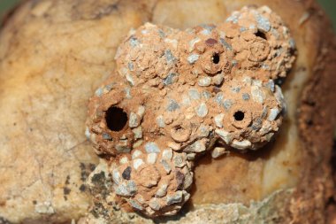 Taşın üzerinde çömlekçi eşekarısı yuvaları