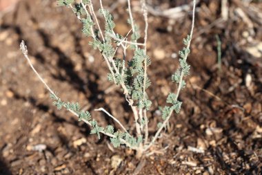 Thymus capitatus (conehead thyme) is a compact, woody perennial native to Mediterranean Europe and Turkey clipart