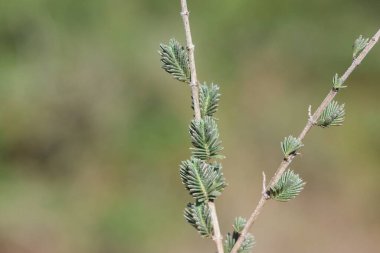 Thymus Capitatus (konehead kekik), Akdeniz Avrupa ve Türkiye 'ye özgü kompakt, odunsu ve daimi bir kapitaldir.