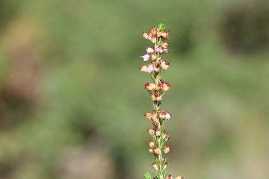 Erica manipuliflora, Erica cinsine ait bir bitkidir.
