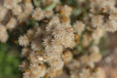  Dittrichia viscosa (Sahte Sarı Başlık)