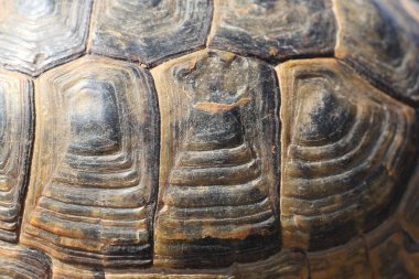 Bir kaplumbağanın kabuk dokusunu kapat