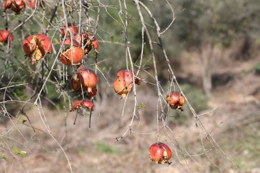 ripe pomegranate fruits on the tree clipart