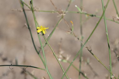 Chondrilla juncea is a species of flowering plant in the family Asteraceae clipart