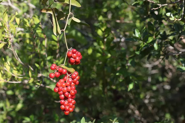 Smilax aspera, esnek ve narin bir sapı ve sivri dikenleri olan, her daim yeşil bir tırmanıcıdır.