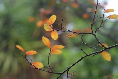  Sonbaharda Lagerstroemia indica (Crape Myrtle) yaprakları