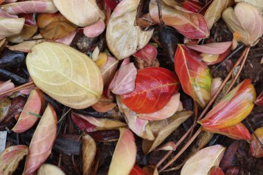 Yerde Lagerstroemia indica yaprakları (Crape Myrtle)