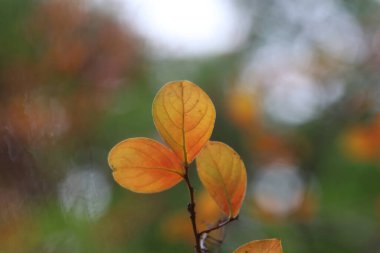  leaves of Lagerstroemia indica (Crape Myrtle) in autumn clipart