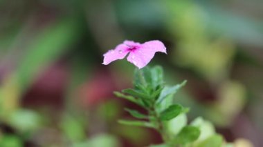 Yağmurlu bir günde Kataranthus Roseus çiçeğine yakın.