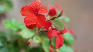 Yağmurlu bir günde kırmızı Pelargonium _ zonale çiçeği (sardunya)