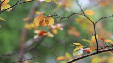 Ağacın üzerinde Lagerstroemia indica (Crape Myrtle) sonbahar yaprakları