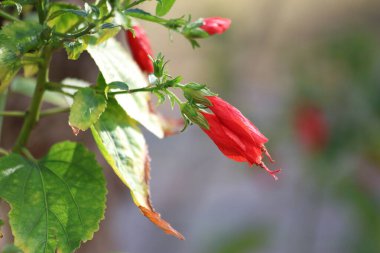 Malvaviscus arboreus, Malvaceae familyasından bir bitki türü.