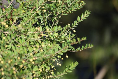 Myrtus comis, Myrtaceae familyasından Myrtaceae familyasından bir bitki türü.