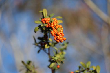 Pyracantha angustifolia, gülgiller (Felidae) familyasından bir kuş türü. 