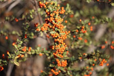 Pyracantha angustifolia, gülgiller (Felidae) familyasından bir kuş türü. 