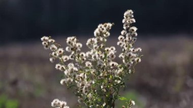  Dittrichia viscosa (Sahte Sarı Başlık)