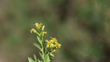  Dittrichia viscosa (Sahte Sarı Başlık)