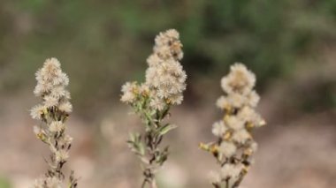  Dittrichia viscosa (Sahte Sarı Başlık)