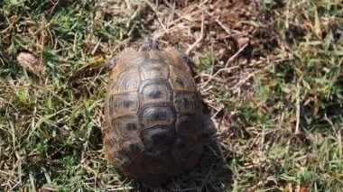 Tarlada bir kaplumbağa.