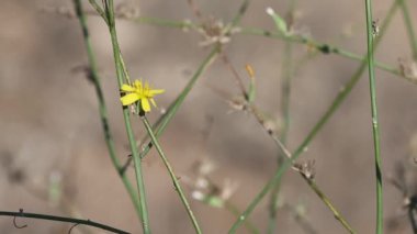 Chondrilla juncea, Asteraceae familyasından bir bitki türü.