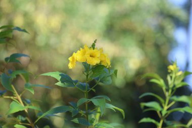 Sonbaharda Tecoma 'nın sarı çiçekleri
