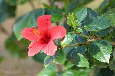 Parkta kırmızı amber çiçeği