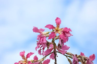 blooms of silk floss tree (Ceiba speciosa) clipart