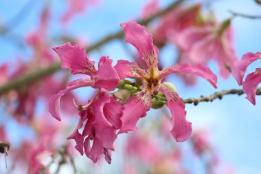 blooms of silk floss tree (Ceiba speciosa) clipart