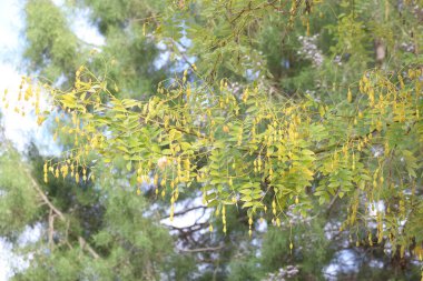 Yaprak döken bir ağaç türü olan Styphnolobium japonicum tohumu.
