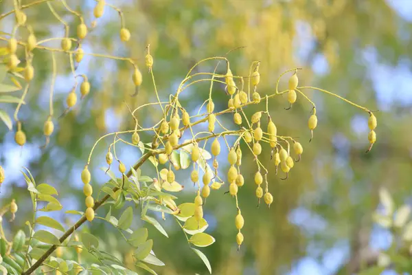 Yaprak döken bir ağaç türü olan Styphnolobium japonicum tohumu.