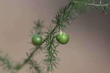 Kuşkonmaz acutifolius bitkisinin tohumları. 