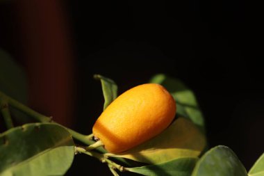 Kumkatlar Rutaceae familyasından küçük, anjiosperm ve meyve taşıyan ağaçlardan oluşan bir gruptur.