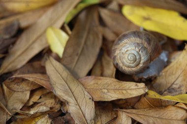 Sonbahar yapraklarında bir salyangoz