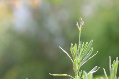 Lavanta çiçekleri ve yaprakları kapatın.