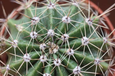 Dikenli kaktüsün üst manzarası