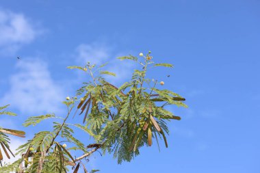 Leucaena löcocephala 'nın tohum kapsüllerini ve yapraklarını kapat